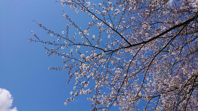 2025年、桜咲く(お花見ラン) | いのさんのかくありたい